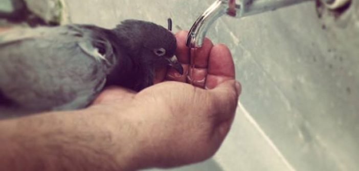 Merhamet: Kalpten Kalbe Bir Köprü